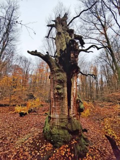 Sababurg primeval forest in autumn, nature reserve, Reinhardswald estate district, Hesse, Germany,