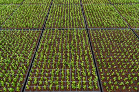Garden nursery, cuttings, heather, broom heather, Calluna vulgaris are planted by hand in small