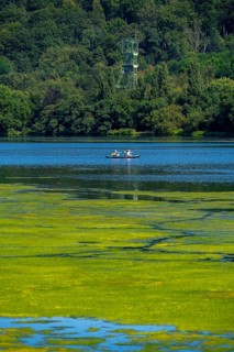 Green carpet of plants on Lake Baldeney in Essen, proliferating aquatic plant Elodea, waterweed, an