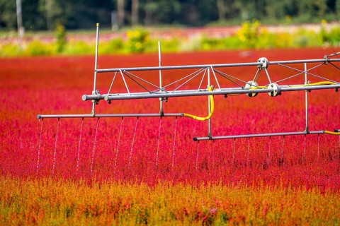Automatic irrigation on an outdoor area of a horticultural business, autumn plants, heather plants,