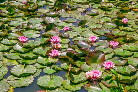 Water lilies in the castle pond at Hämelschenburg Castle, Weser Renaissance castle, municipality of
