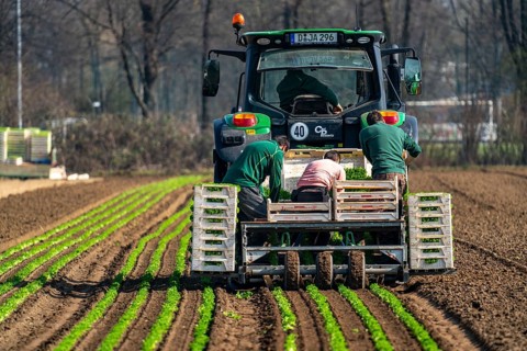 Agriculture, herb gardening, parsley is planted in rows in a field with a planting machine