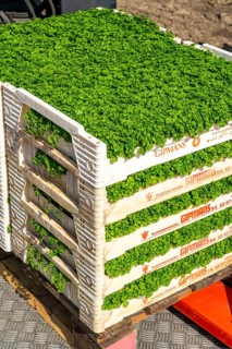 Agriculture, herb gardening, parsley plants, in a field, with a planting machine, in rows, planted,
