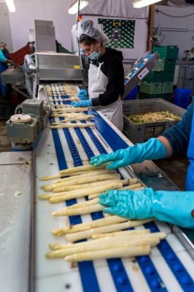 Asparagus farm, white asparagus is washed, cut and sorted by quality after harvesting, near