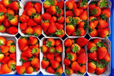Freshly harvested strawberries, packed in boxes and crates for the consumer, strawberry cultivation