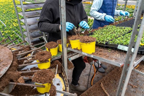 Horticultural business, greenhouse, young plants are potted, the potting soil is filled into the