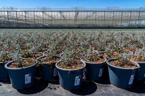 Horticultural business, greenhouse and open-air, various types of potted plants are grown here to