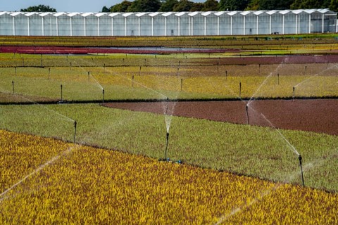 Horticultural business, irrigation with a sprinkler system, outdoors, plants grow here to be sold