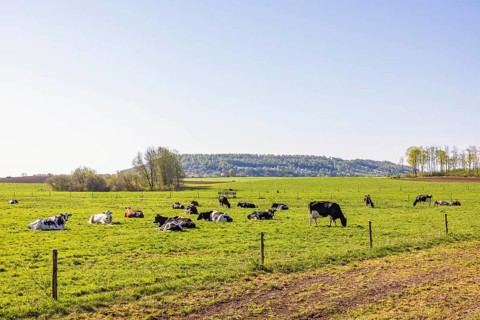 Dairy cows on a meadow with fresh green grass in the countryside