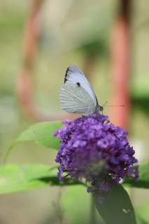 Small white (Pieris rapae), sucking nectar from a loosestrife (Lythrum salicaria) flower,