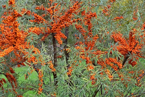 Common sea-buckthorn (Hippophae rhamnoides), shrub with fruit, Moselle, Rhineland-Palatinate,