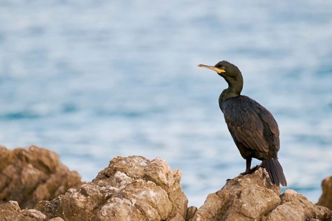 Common shag (Gulosus aristotelis), Istria, Croatia, Europe