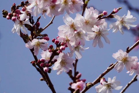 Blossom of the Higan cherry at the end of February, Germany, Europe