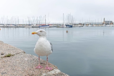 Portrait of a siskin (Larus argentatus) in a harbour of the Atlantic Ocean. Camaret, Crozon,