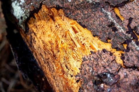 Eifel National Park, Kermeter mountain range, dead spruce trees damaged by the bark beetle, forest