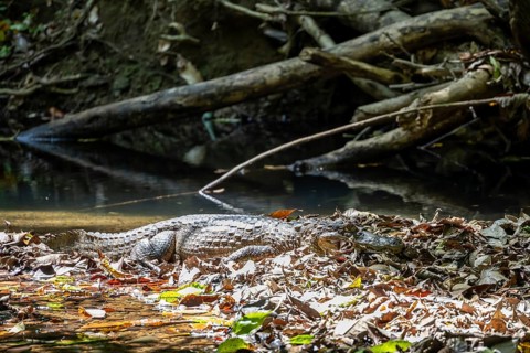 Spectacled caiman (Caiman crocodilus) lying by the water in the foliage, in the rainforest,