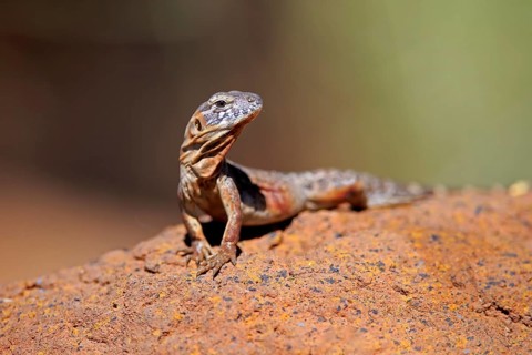 East Mexican Black Iguana, (Ctenosaura acanthura), adult, on rocks, foraging, warming up,