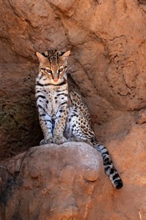 Ocelot (Leopardus pardalis), adult, sitting, at the den, alert, Sonora Desert, Arizona, North