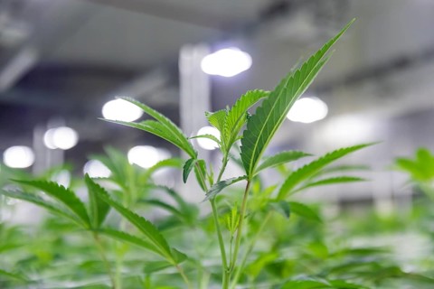 DEU/Saxony/Ebersbach The Saxon cannabis producer Demecan is now the first German company to be