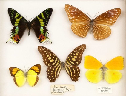 Mounted butterflies in display case, three giant Australian swifts Hepialidoe, and butterfly from