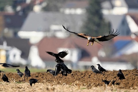 Red kites (Milvus milvus) and crows (Corvus corone) foraging in a freshly ploughed field, Canton