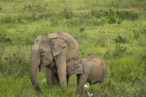 Indian elephants (Elephas maximus indicus), Khiri Khan, Hua Hin, Kui Buri National Park, Thailand,