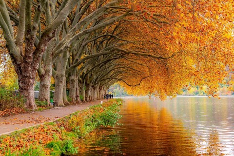 Platanen Allee, Weg am Lake Baldeney, near Haus Scheppen, in Essen, autumn, North Rhine-Westphalia,