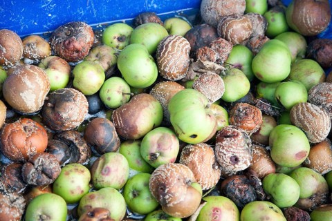 Looking down from above at a pile of rotting apples