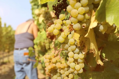 Grape grape harvest: Manual harvest of Chardonnay grapes in a vineyard in the Palatinate