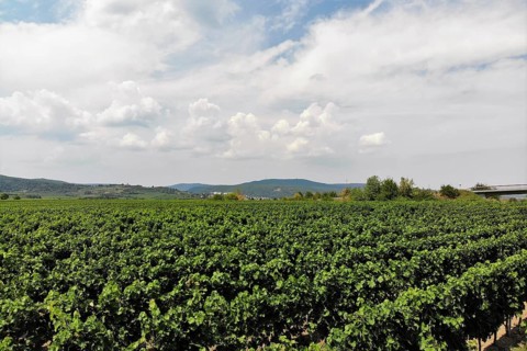 Flight over the vineyards on the Wine Route in the Palatinate wine-growing region, with the