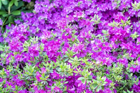 Blooming rhododendron in the botanical garden in spring