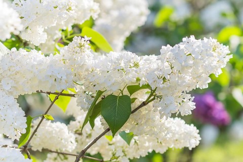Blooming lilac in the botanical garden in spring