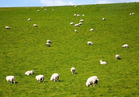 Flock of sheep grazing on calcareous grassland of chalk downland on Milk Hill, the Marlborough