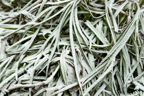 Leaves and grass covered with hoarfrost. Abstract floral background, garden and winter concept.