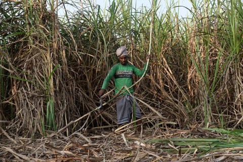 A worker cuts sugarcane for the production of Gur (jaggery) in a village on December 10, 2021 in