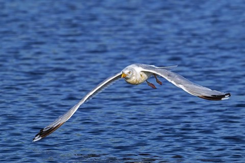 European herring gull (Larus argentatus) adult seagull in flight over sea water along the North Sea