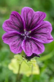 Mallow (Malva moschata), Emsland, Lower Saxony, Germany, Europe