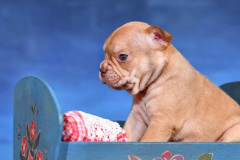 Choco Red French Bulldog dog puppy in bed in front of blue background