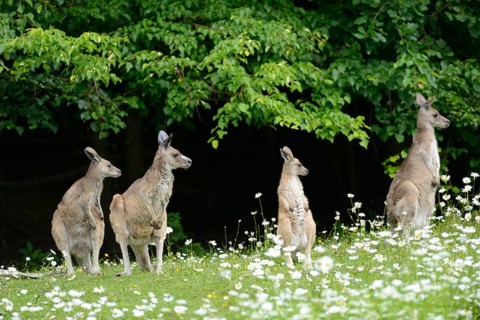 Close-up of western grey kangaroo (Macropus fuliginosus) in a flowermeadow in spring