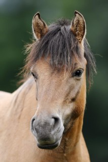 Dülmen wild horse, portrait, Merfelder Bruch, Dülmen, North Rhine-Westphalia, Germany, Europe