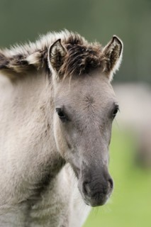 Dülmen wild horse, foal, portrait, Merfelder Bruch, Dülmen, North Rhine-Westphalia, Germany, Europe