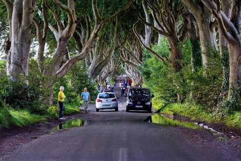 Tourist group, crowd, walker, car traffic, famous beech avenue, The Dark Hedges, tunnel avenue,