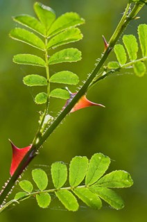 Barbed wire rose (Rosa omeiensis Pteracantha), Emsland, Lower Saxony, Germany, Europe