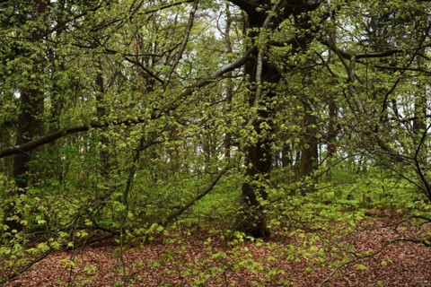 NL, Eesergroen: Spring shapes the landscape, cities and people in the province of Drenthe in the
