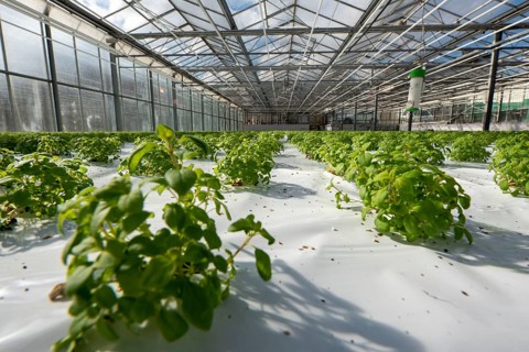 Agriculture, herb nursery, basil seedlings, growing in a greenhouse