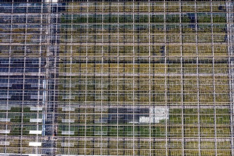 Horticultural business, greenhouse, glasshouse, various types of potted plants are grown here to be