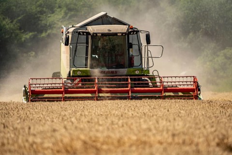 Agriculture, grain harvest, wheat, combine harvester harvesting in a wheat field, near