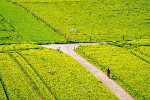 Cereal fields in spring, still green and fresh in growth, field path, cyclist, North