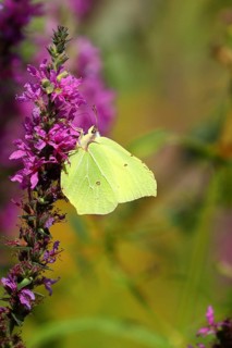 Brimstone (Gonepteryx rhamni) feeding on a flower of purple loosestrife (Lythrum salicaria),