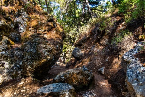 Trees in the forest, Epta Piges - The Seven Springs, Rhodes